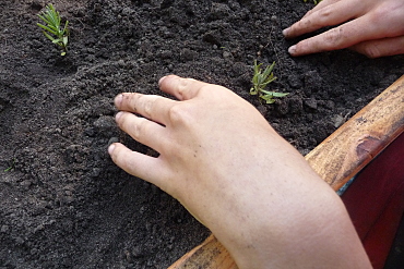 Hände, die im Hochbeet Lavendel pflanzen
