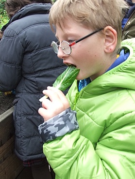 Schüler beim Probieren von Mangold